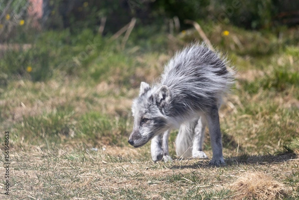 Obraz Arctic fox in summer, Norway