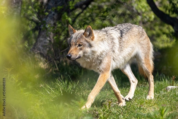 Obraz Wolf in summer, Norway