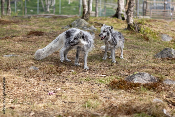 Obraz Arctic foxes in summer, Norway
