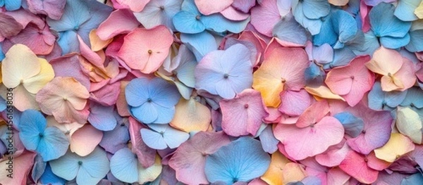Fototapeta Colorful hydrangea petals.  A close-up view of many dried hydrangea petals in a variety of pastel colors.  The petals are layered and overlapping, creating a vibrant and textured surface