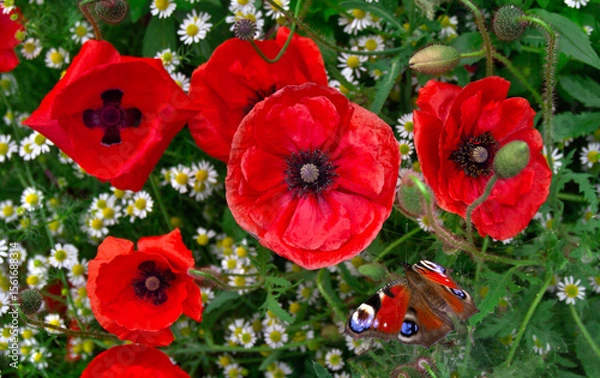 Obraz Flowers red poppies, butterfly and white daisies on field. Top view