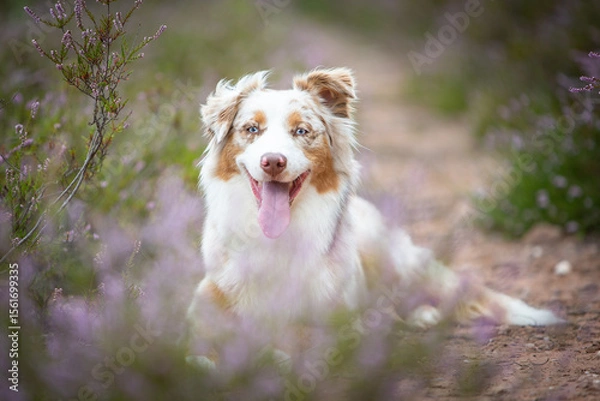 Obraz Beautiful Aussie Dog in Blooming Heath
