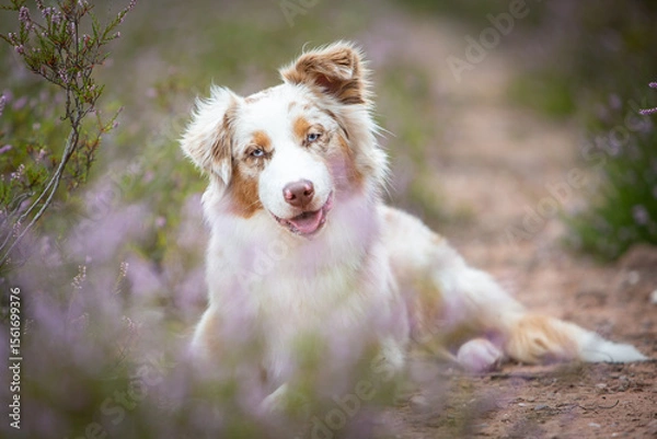 Obraz Beautiful Aussie Dog in Blooming Heath