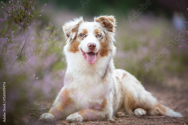 Obraz Beautiful Aussie Dog in Blooming Heath
