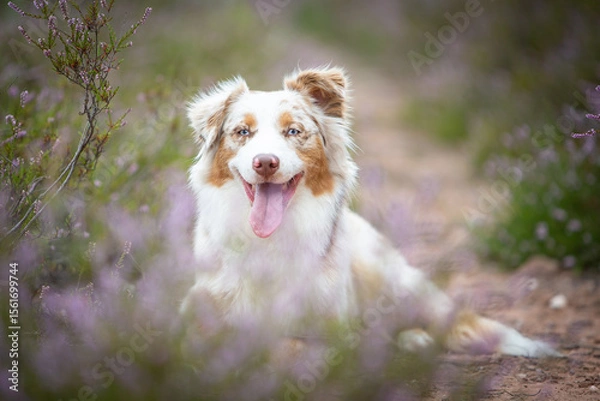 Obraz Beautiful Aussie Dog in Blooming Heath