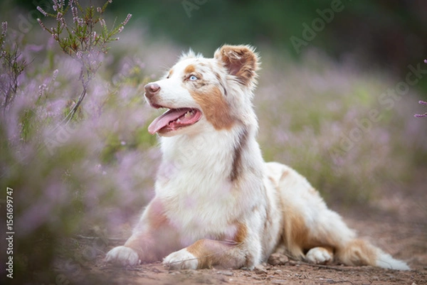 Obraz Beautiful Aussie Dog in Blooming Heath