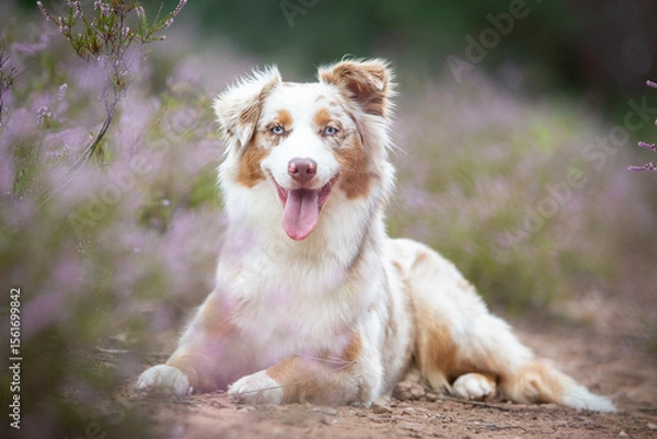 Obraz Beautiful Aussie Dog in Blooming Heath