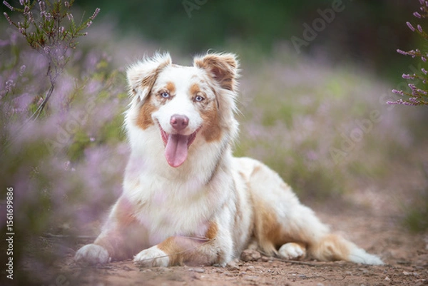 Obraz Beautiful Aussie Dog in Blooming Heath