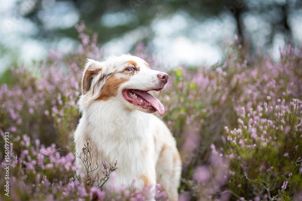 Obraz Beautiful Aussie Dog in Blooming Heath