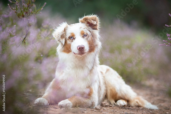 Obraz Beautiful Aussie Dog in Blooming Heath