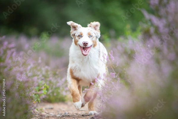Obraz Australian Shepherd in a Peaceful Heathland