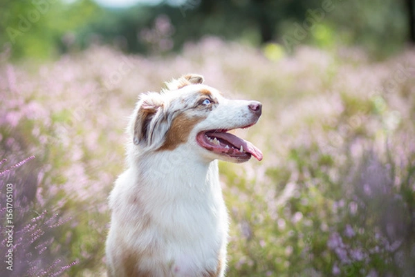 Obraz Australian Shepherd in a Peaceful Heathland