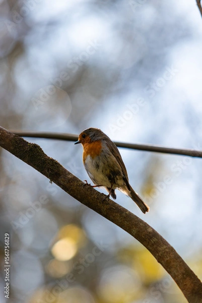 Obraz Inquisitive robin sitting on a branch