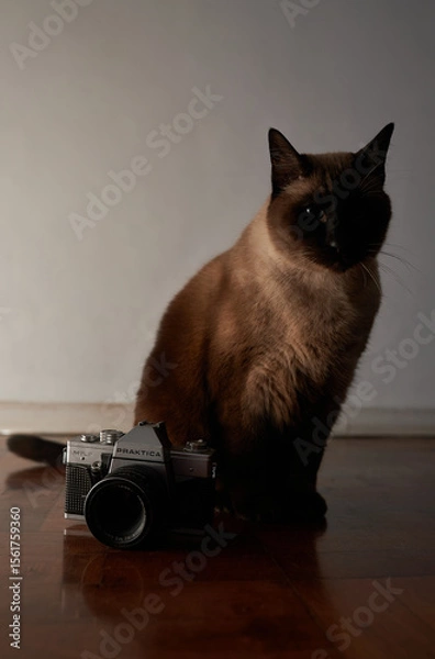 Fototapeta Curious cat playing with old camera