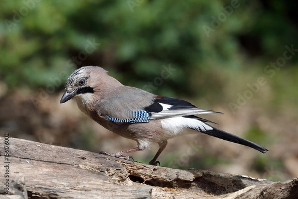 Fototapeta Ghiandaia