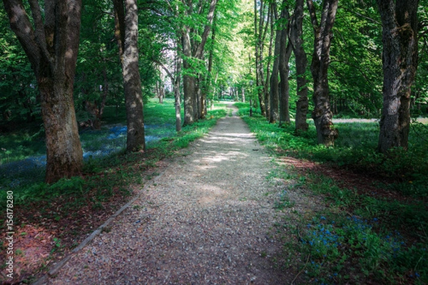 Fototapeta Quiet path in a dark forest in the spring