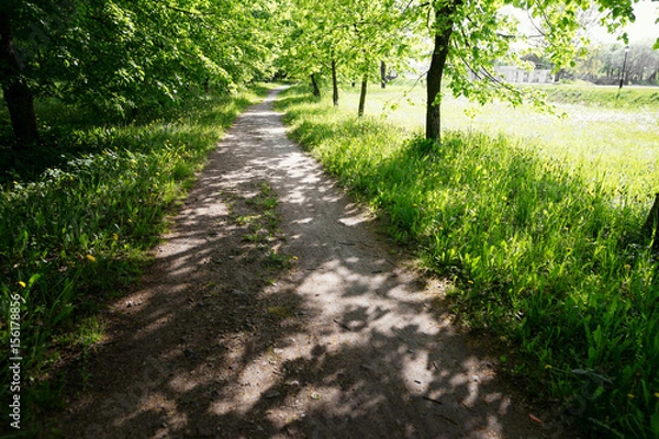Fototapeta Quiet path in a dark forest in the spring