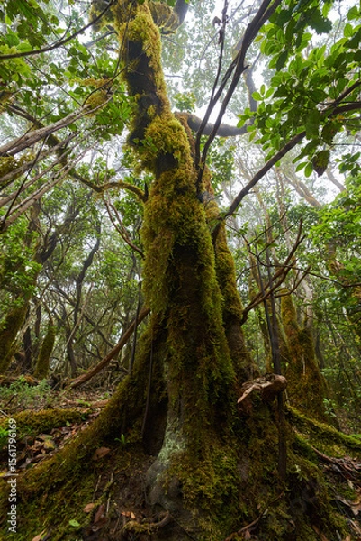 Fototapeta Laurisilva forest with twisted mossy trees