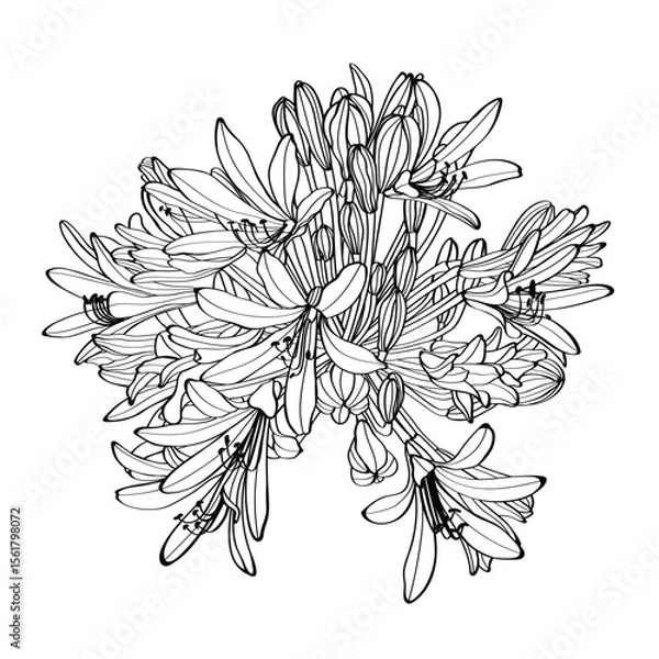 Fototapeta Black silhouette of Agapanthus (Lily of the Nile) on white background. Vector illustration.