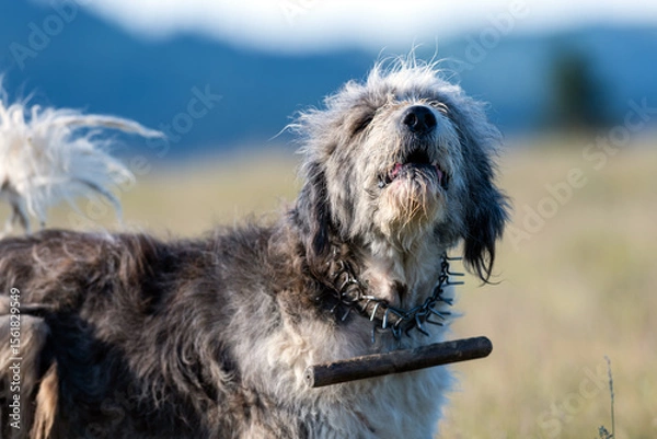 Fototapeta Shepherd Dog in Romanian Mountains with Protective Collar and Stick.. Captured in natural surroundings with blurred mountain backdrop.