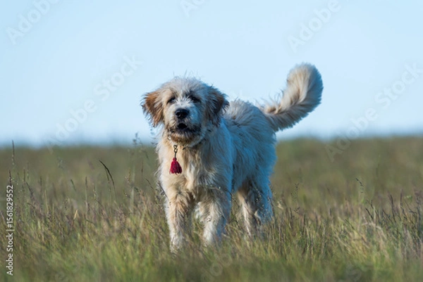 Fototapeta Shepherd Dog in Romanian Mountains with Protective Collar and Stick.. Captured in natural surroundings with blurred mountain backdrop.