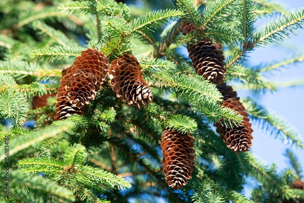 Fototapeta Picea abies, european spruce, downhanging branchlets, large cones, evergreen coniferous tree, needle leaf, ecosystem forest