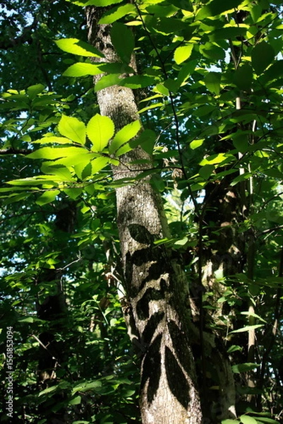 Obraz A l'ombre de tes feuilles 