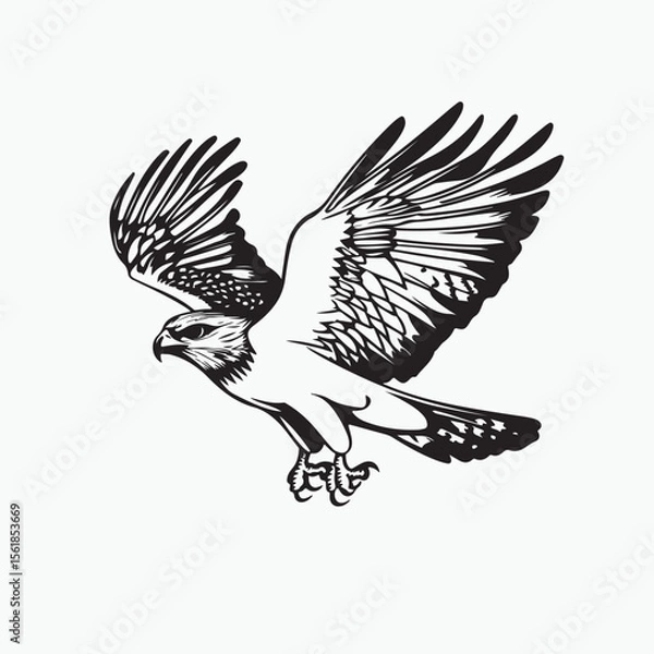 Fototapeta hawk bird
