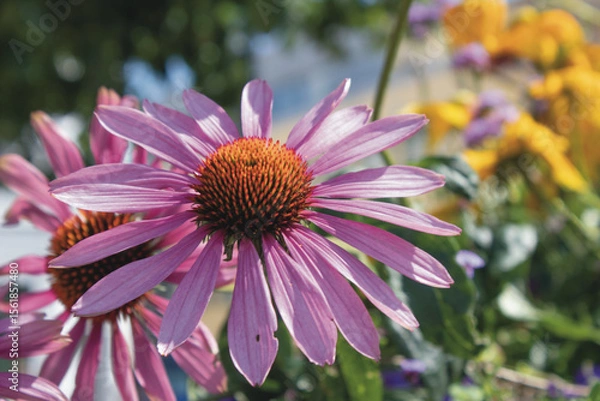 Obraz Purple coneflower