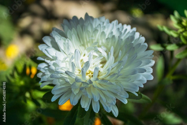 Fototapeta Close-up of a white aster flower blooming in the sunlight in a garden.