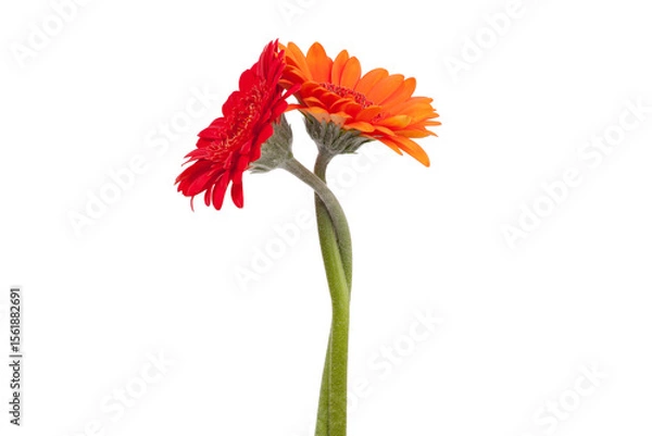 Fototapeta Two gerbera flowers are intertwined with each other.
