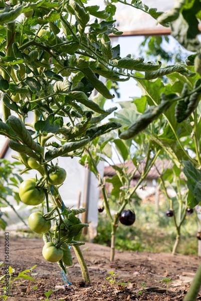 Obraz A bunch of green tomatoes hanging from a plant. The plant is surrounded by other plants
