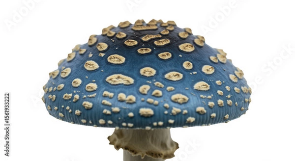 Obraz Blue capped mushroom with warts isolated PNG with Transparent Background