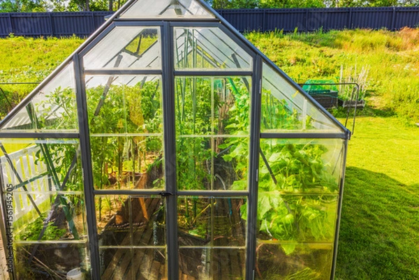 Fototapeta Close up view of cucumbers and tomatoes growing inside glass greenhouse on sunny summer day. Sweden.