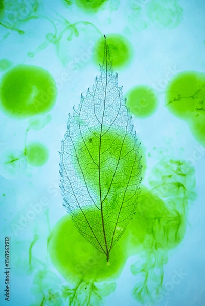 Obraz Leaf skeleton on a blue background tinted with green ink