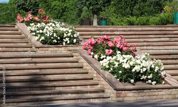 Fototapeta Design of landscaping in the garden, park, square, recreation area