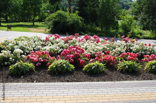 Fototapeta Design of landscaping in the garden, park, square, recreation area