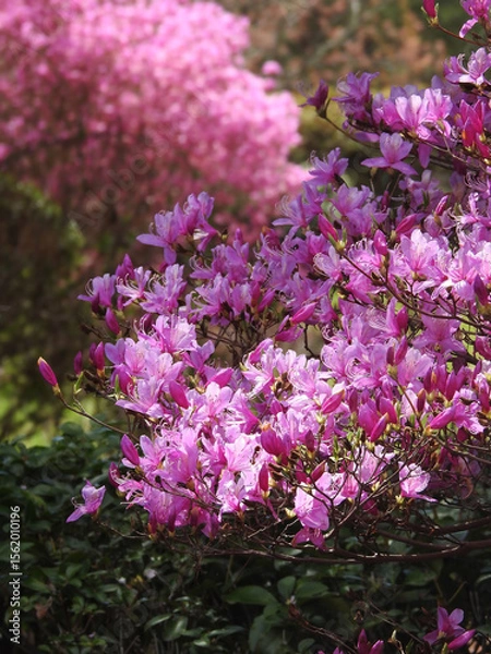 Fototapeta 準備万端