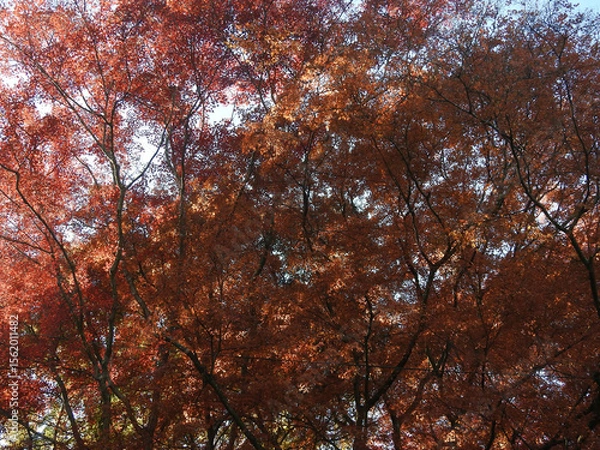 Fototapeta 今はこれが私の世界