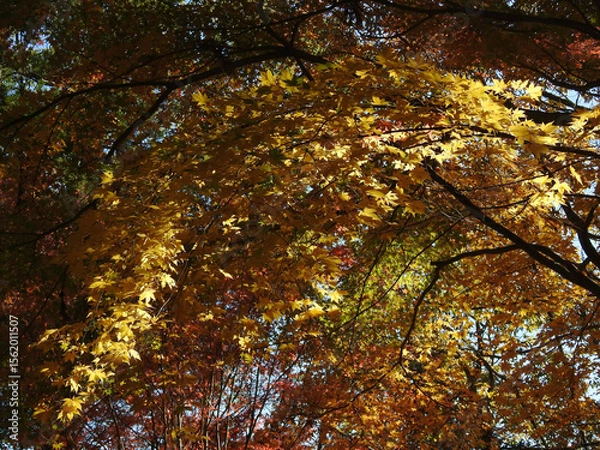 Fototapeta 背面跳び