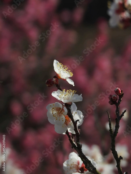 Fototapeta 見上げるとそこに