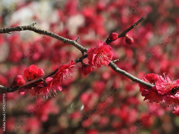 Fototapeta 抜きつ抜かれつ