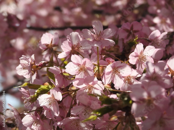 Fototapeta 春の湧き出づる所