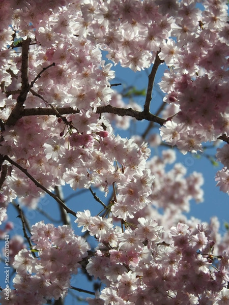 Fototapeta 中央制圧