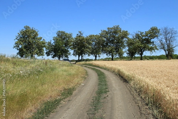 Obraz A dirt road surrounded by grass and trees