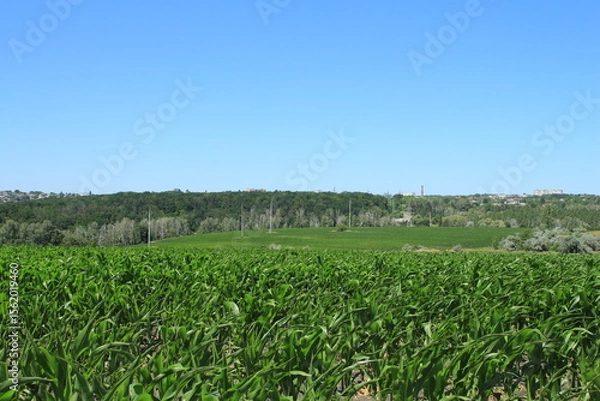 Obraz A field of grass
