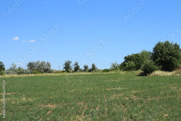 Obraz A grassy field with trees in the background
