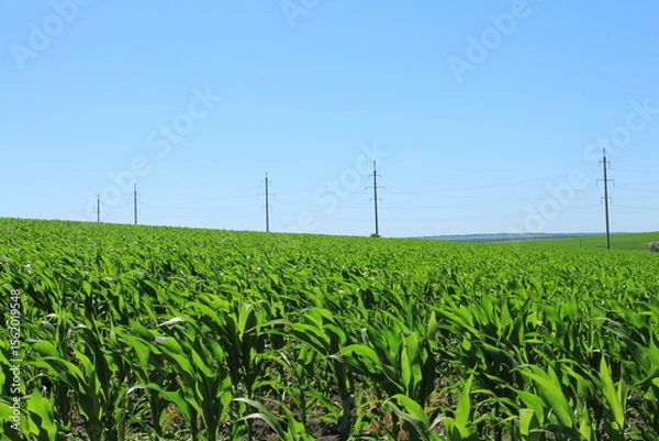 Obraz A field of green plants