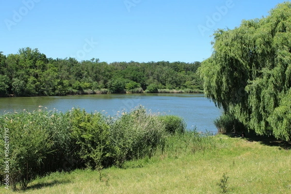 Obraz A lake surrounded by trees