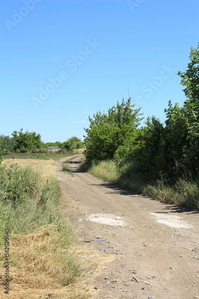 Obraz A dirt road with trees on either side of it